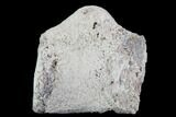 Agatized Fossil Coral Geode - Florida #97908-2